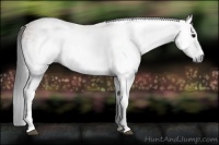 Horse Color:Gray White Spotted Bay