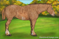 Horse Color:Bay Splash Frame Brindle