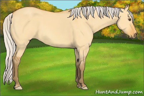 Horse Color: Silver Buckskin Dun 