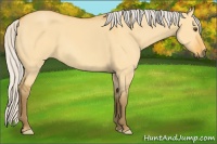 Horse Color:Silver Buckskin Dun 
