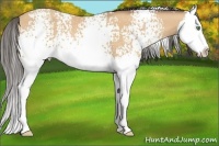 Horse Color:White Spotted Amber Champagne Splash 