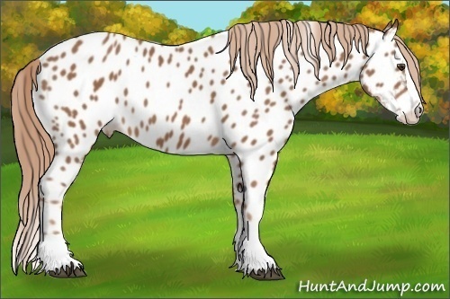 Horse Color: Chestnut Splash Near Leopard 
