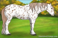 Horse Color:Chestnut Splash Appaloosa 