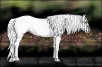 Horse Color:Gray White Spotted Bay 