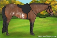 Horse Color:Bay Splash Frame Brindle