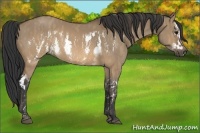 Horse Color:Brown Dun Splash Frame  Brindle