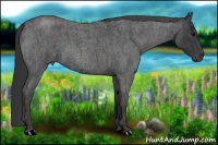Horse Color:Blue Roan  Brindle