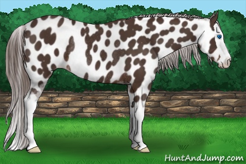 Horse Color: Liver Chestnut Splash Near Leopard Rabicano 