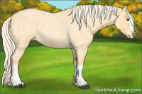 Horse Color:Palomino Roan Splash 