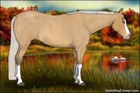 Horse Color:Silver Buckskin Roan Splash 