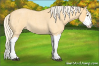 Horse Color:Palomino Roan Splash 