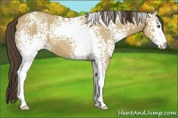 Horse Color:White Spotted Classic Cream Champagne Dun 
