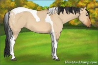 Horse Color:Bay Dun Tobiano 