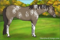 Horse Color:White Spotted Smoky Grullo Tobiano