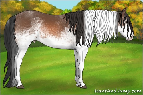 Horse Color: White Spotted Bay Tobiano 