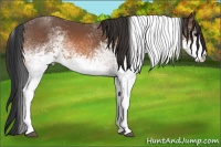 Horse Color:White Spotted Bay Tobiano