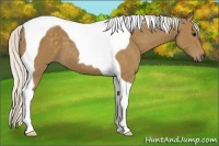 Horse Color:Silver Smoky Black Tobiano 