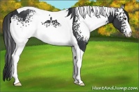 Horse Color:White Spotted Black Tobiano 