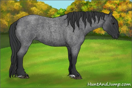 Horse Color: Blue Roan 