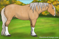 Horse Color:Silver Buckskin Roan Splash