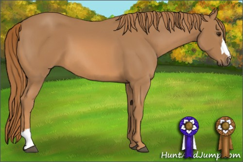 Horse Color: Chestnut 