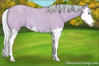 Horse Color:Watercolor Silver Bay Roan Splash