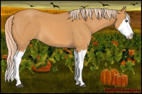 Horse Color:Palomino Roan Splash 