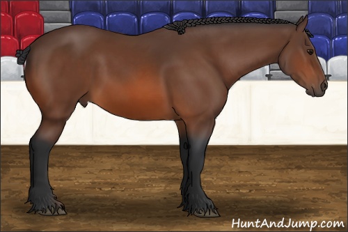 Horse Color: Unknown 