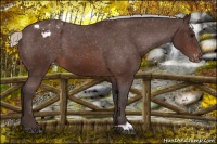 Horse Color:Silver Brown Appaloosa 