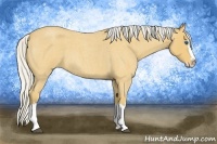 Horse Color:Silver Buckskin Roan Splash 