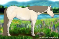 Horse Color:Amber Cream Champagne Ice Roan Dun Rabicano 
