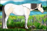 Horse Color:Buckskin Ice Roan Dun Splash Tobiano Frame