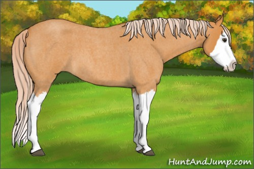 Horse Color: Palomino Roan Splash 
