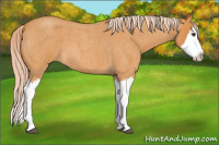 Horse Color:Palomino Roan Splash 