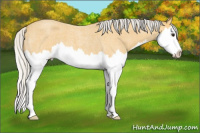 Horse Color:Silver Buckskin Roan Splash 