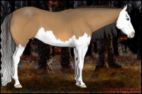 Horse Color:Buckskin Roan Splash 