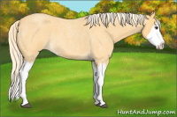 Horse Color:Palomino Roan Splash