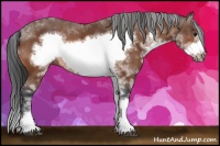 Horse Color:Bay Sabino Frame 