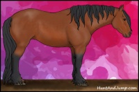 Horse Color:Bay Sabino 
