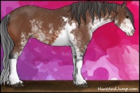 Horse Color:Bay Sabino 