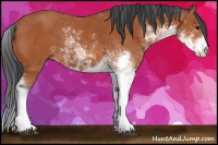 Horse Color:Bay Sabino 