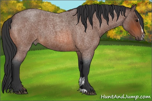 Horse Color: Bay Roan Sabino 