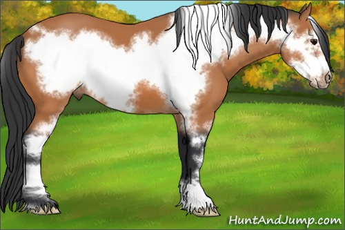 Horse Color: Bay Sabino Frame 