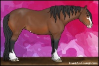 Horse Color:Bay Sabino 