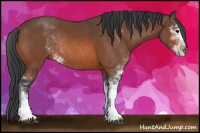 Horse Color:Bay Sabino Rabicano 