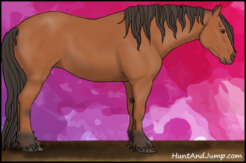 Horse Color: Bay Sabino 