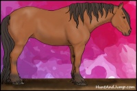 Horse Color:Bay Sabino