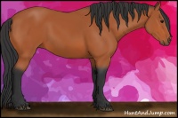 Horse Color:Bay Sabino