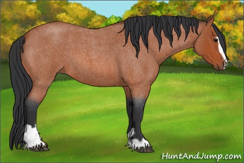 Horse Color: Bay Roan Sabino 