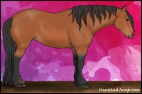 Horse Color:Bay Sabino 